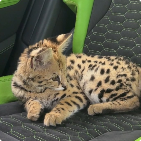 savannah katze f1 kaufen