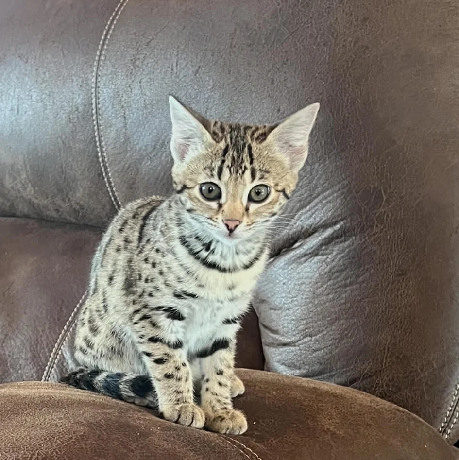 Savannah F2 katze kaufen