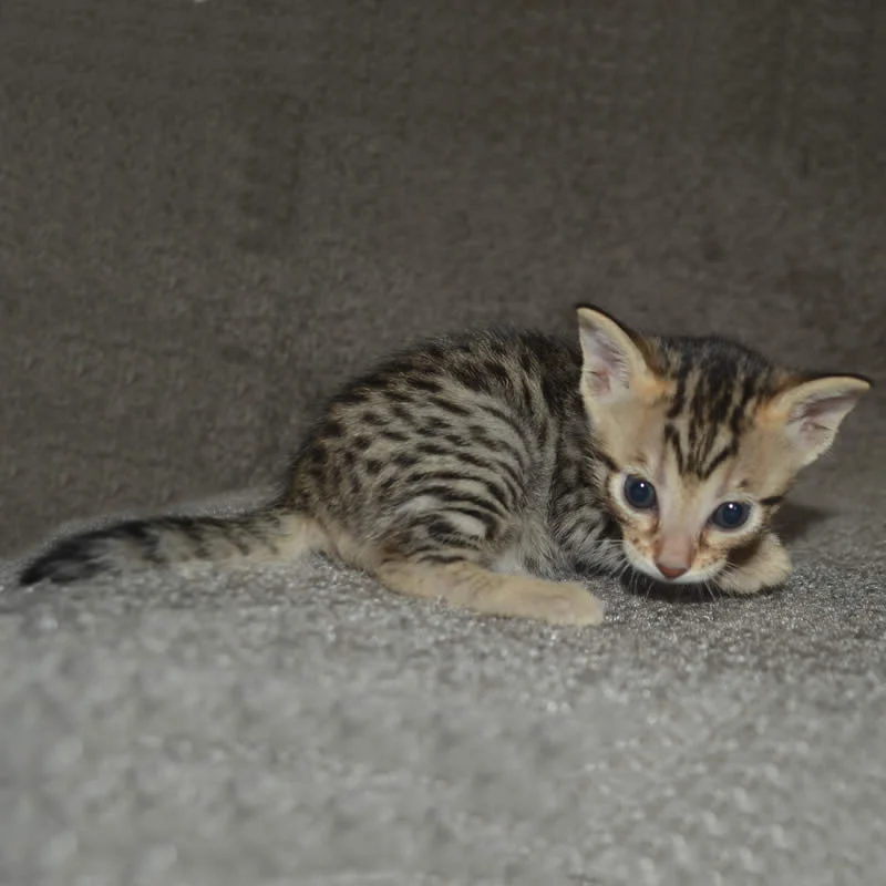 F5 weiblich savannah katze — 8 Monate - Image 2