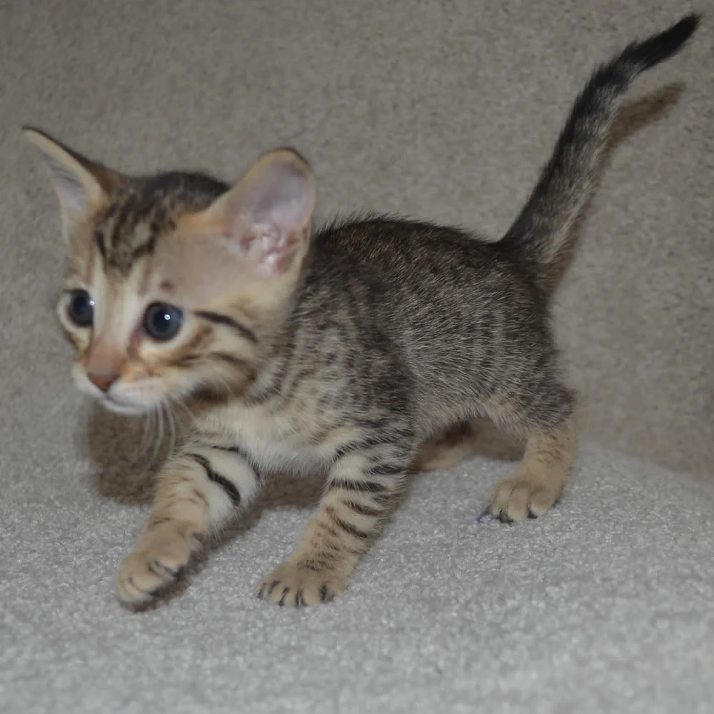 F5 savannah katze kaufen