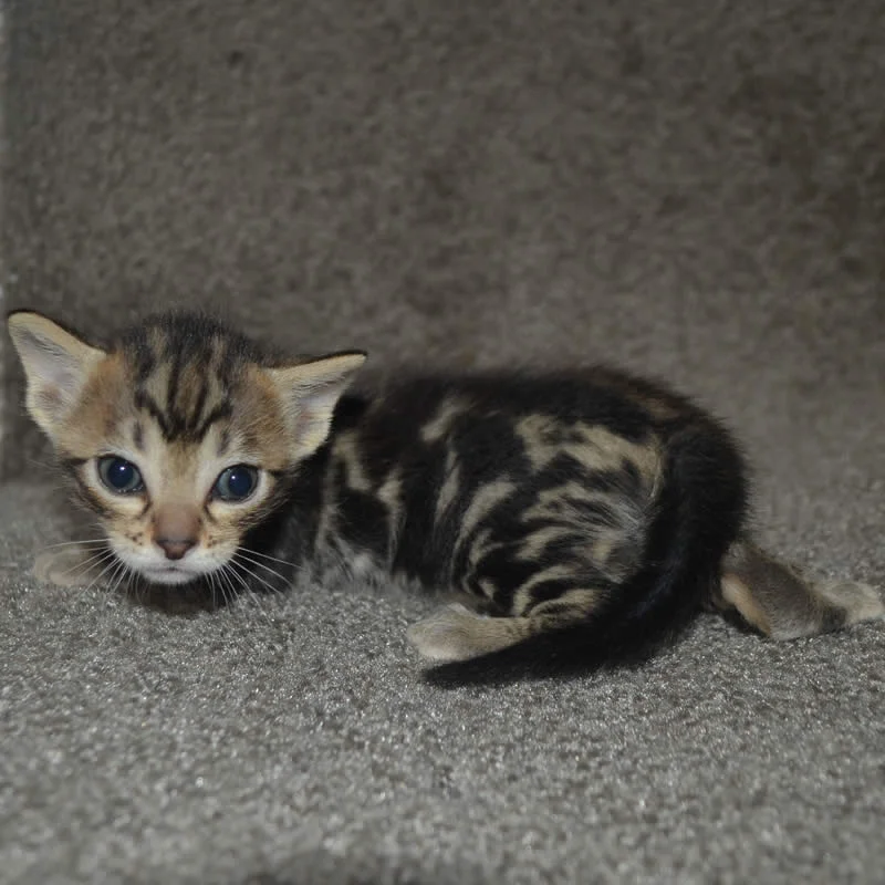 F5 Savannah Katze, 7 Monate alt, männlich - Image 2