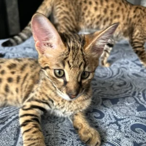Savannah Katzen Kaufen