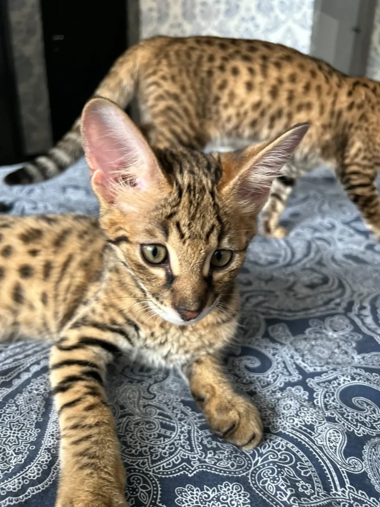 Savannah Katzen Kaufen