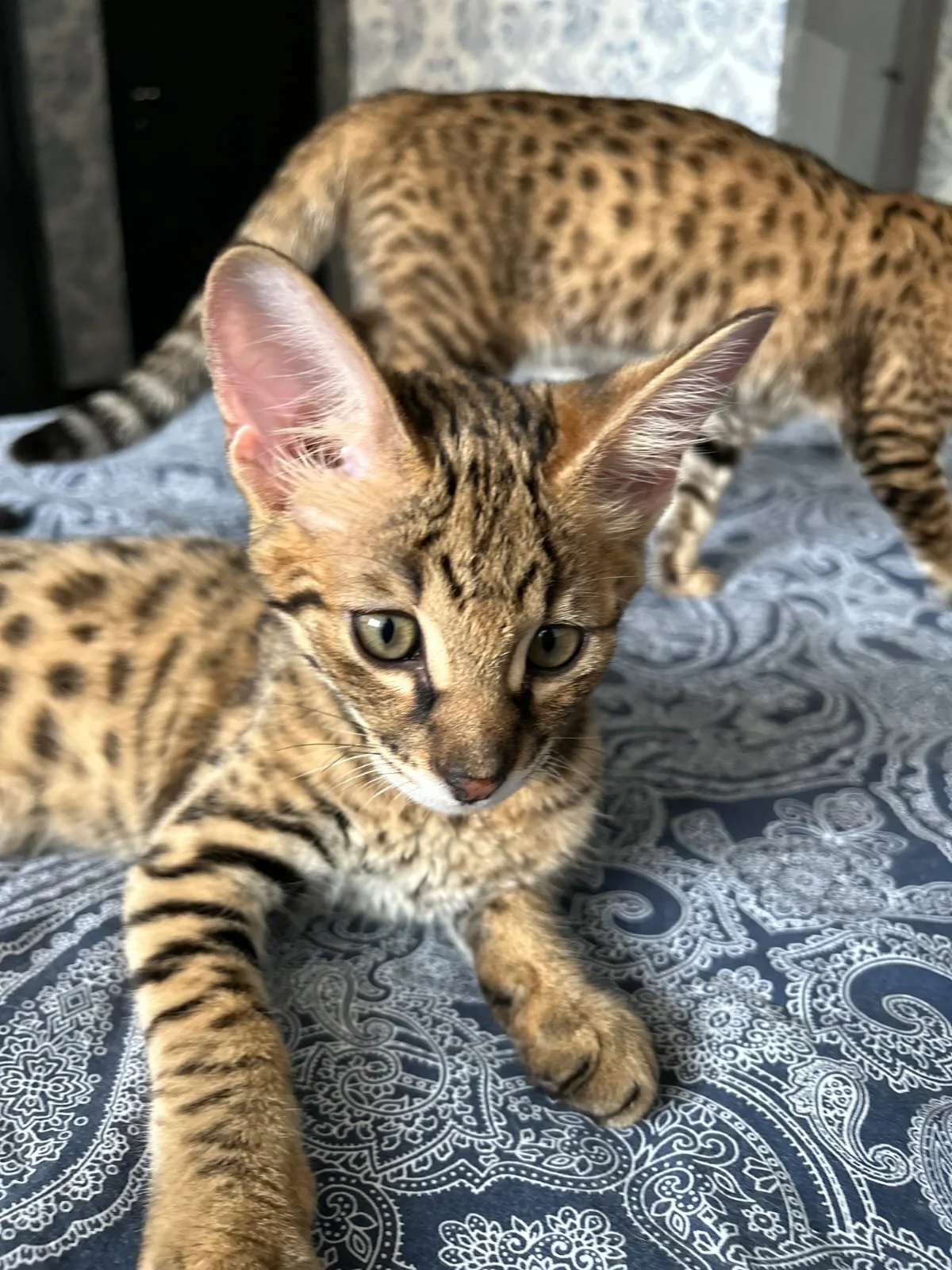 Savannah Katzen Kaufen