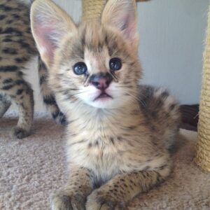 Katze Serval Kaufen