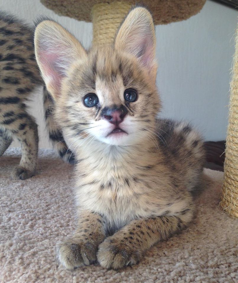 Katze Serval Kaufen